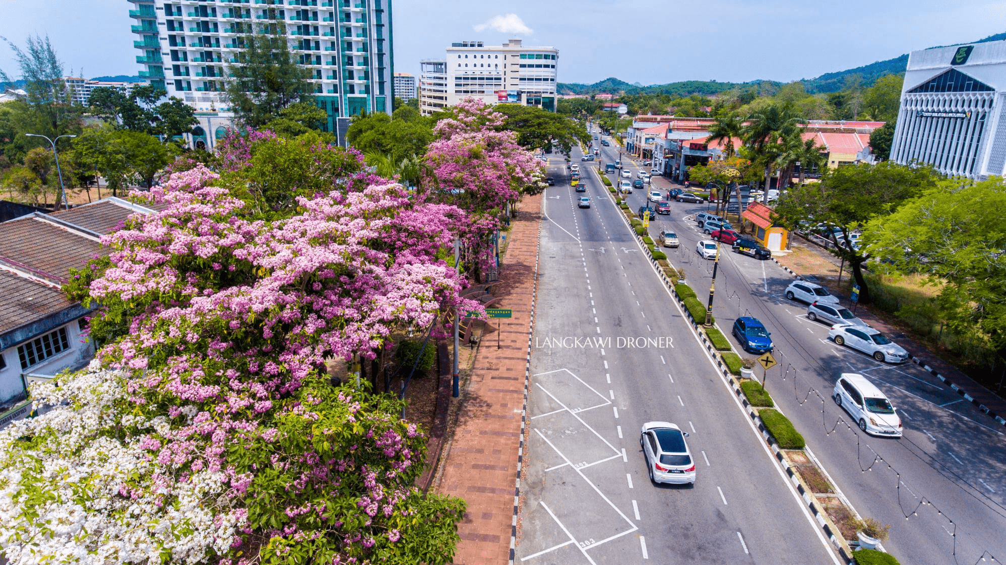 Tecome trees in full bloom in Malaysia - Langkawi