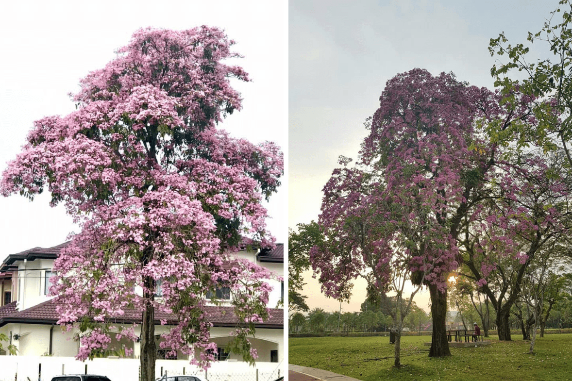 Tecome trees in full bloom in Malaysia - Subang and KL