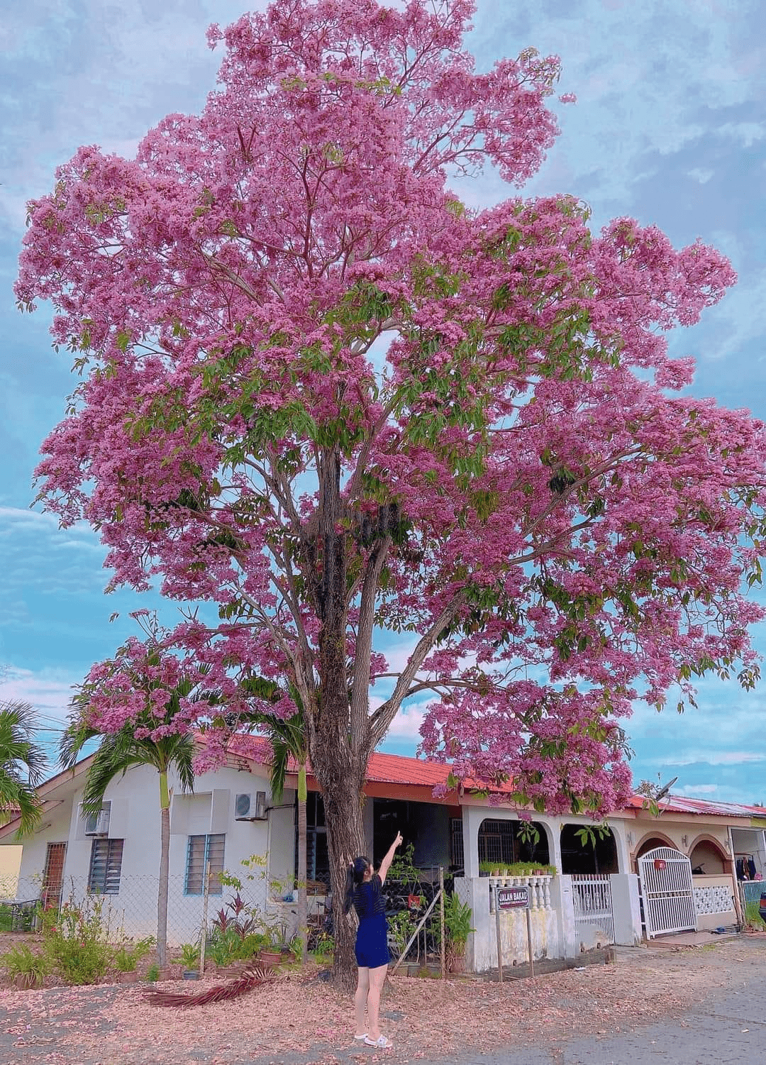 Tecome trees in full bloom in Malaysia - Perlis