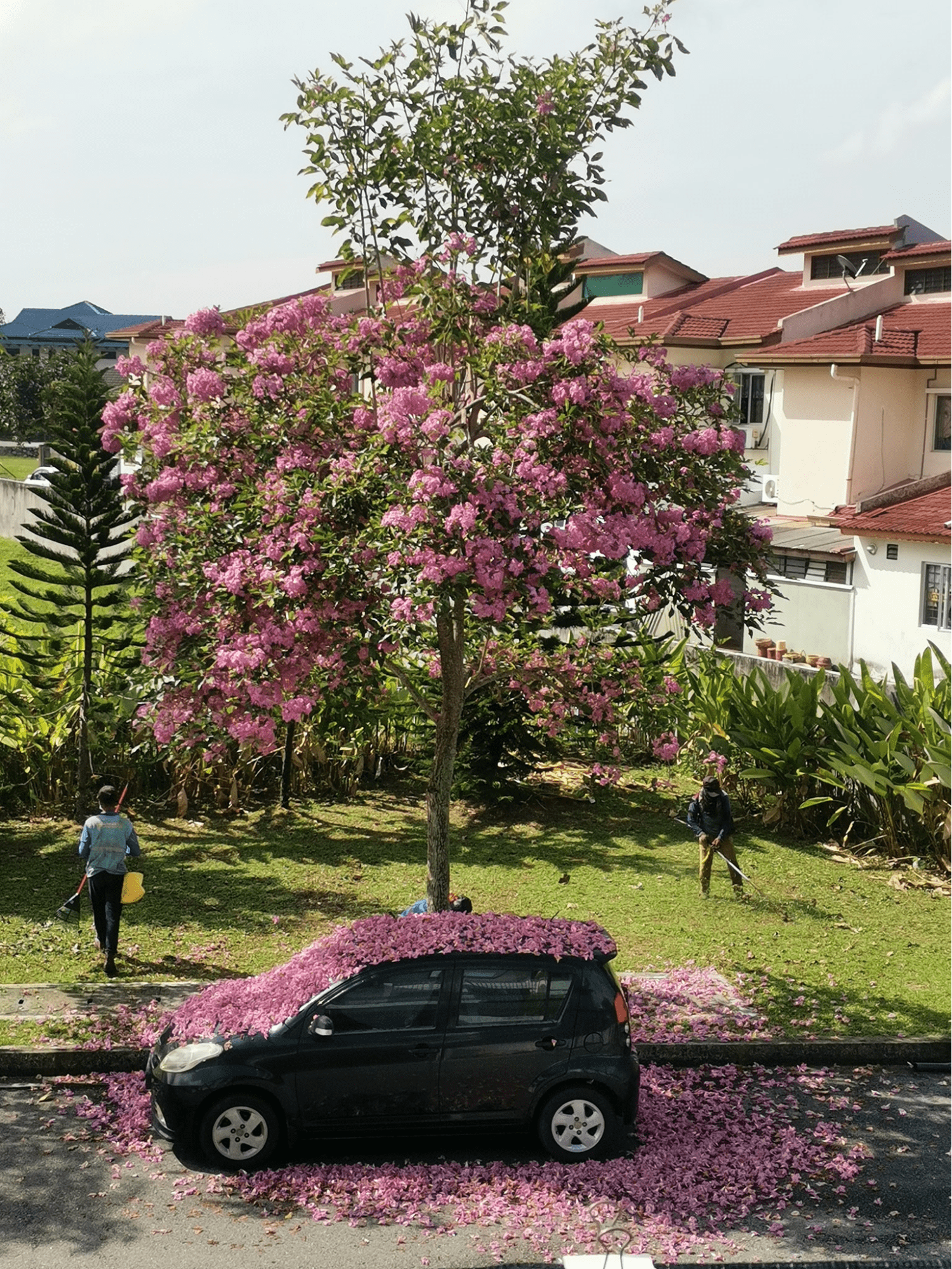 Tecome trees in full bloom in Malaysia