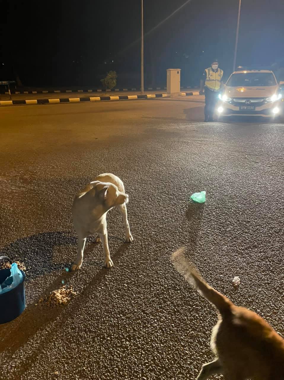 Woman feeding stray dogs gets the attention of police who teman her - feed
