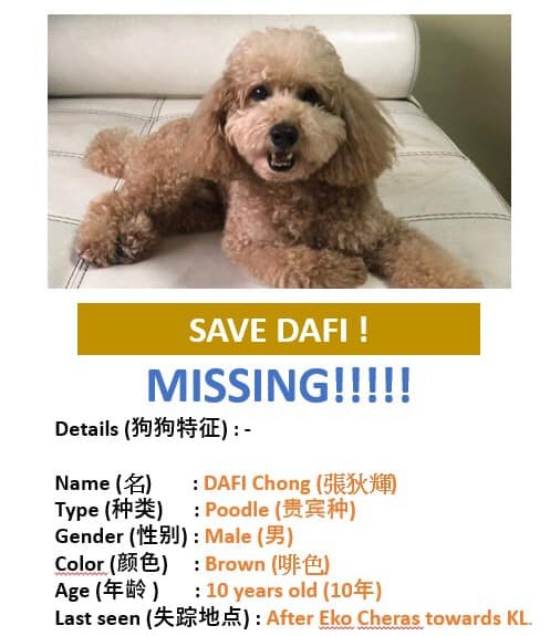 M'sians band together to rescue lost dog on highway - lost notice