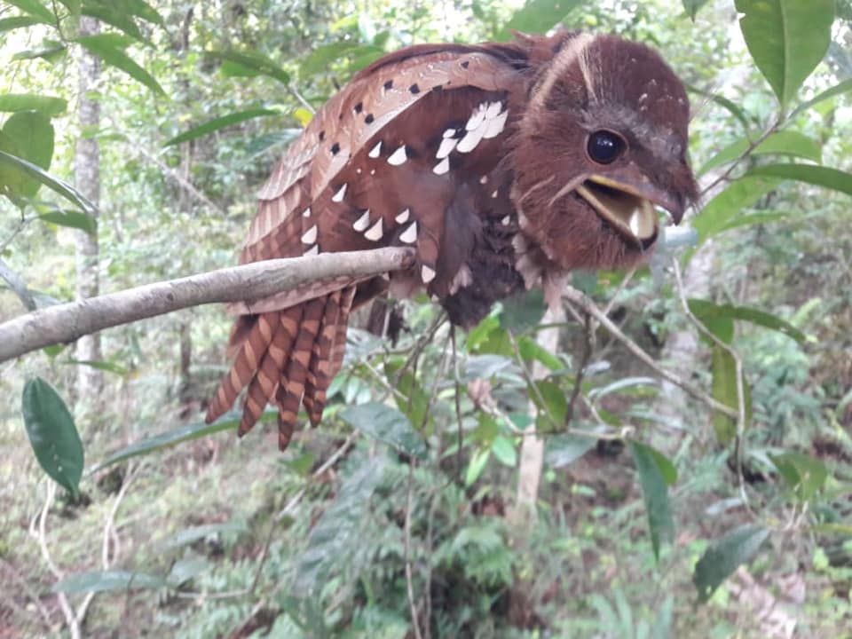 Rare Dulit Frogmouth in Sarawak - bird