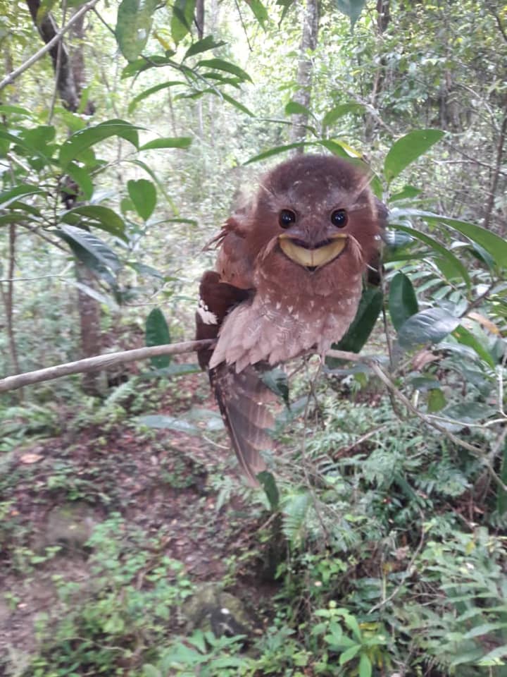 Rare Dulit Frogmouth in Sarawak - bird