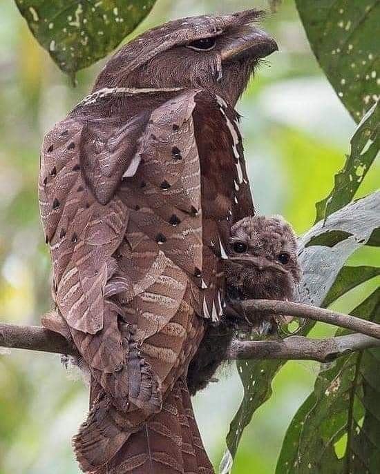 Rare Dulit Frogmouth in Sarawak - bird