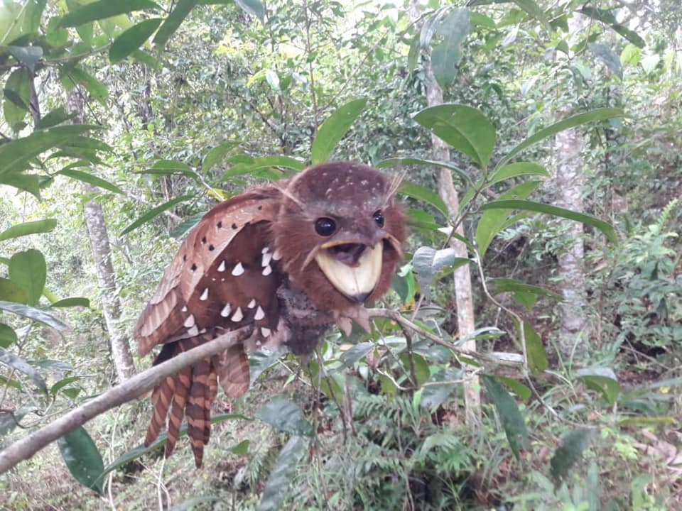 Rare Dulit Frogmouth in Sarawak - bird