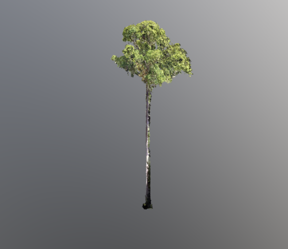 Tallest tree in Sabah - 3D model