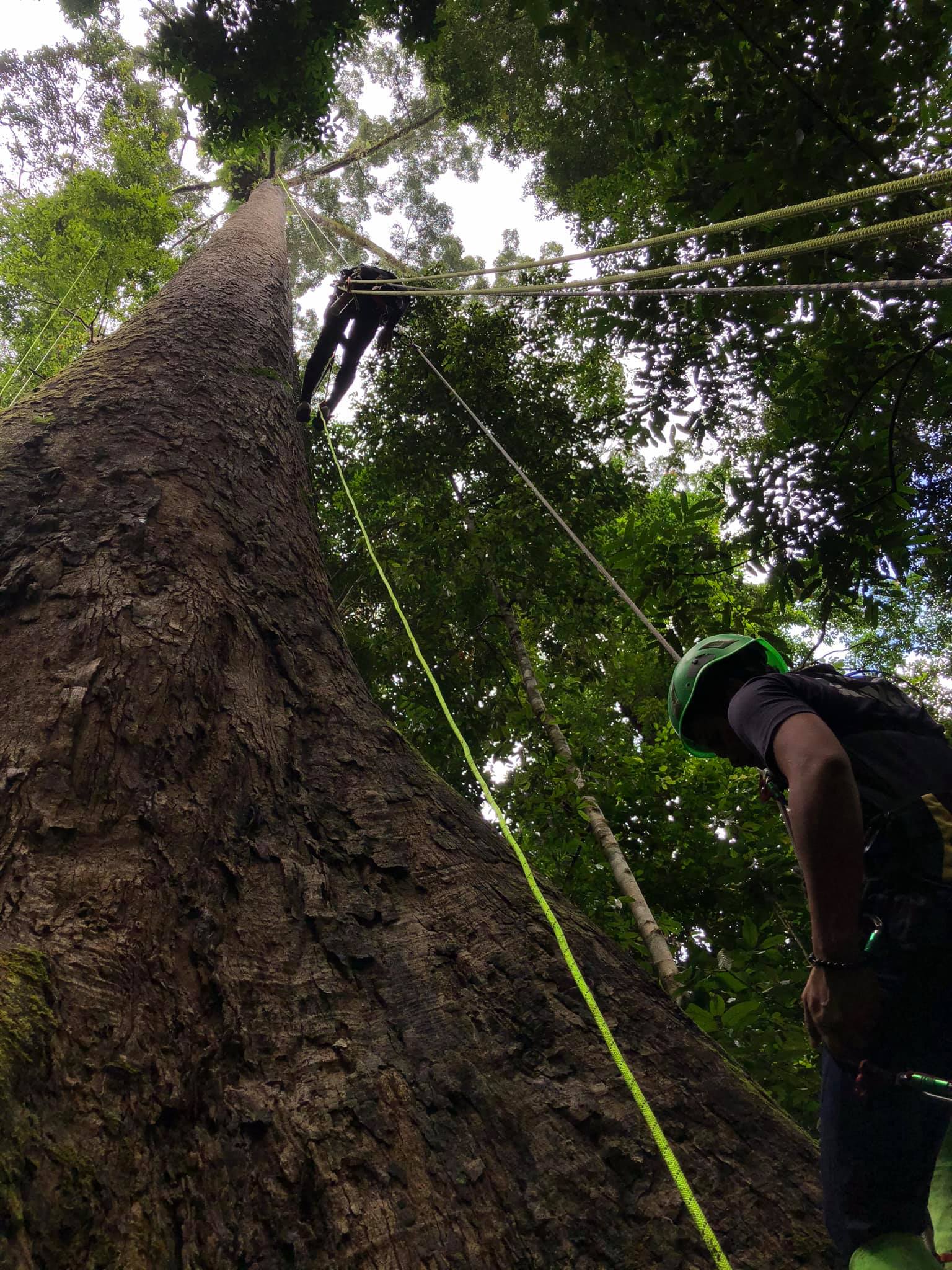 Tallest tree in Sabah - climbing