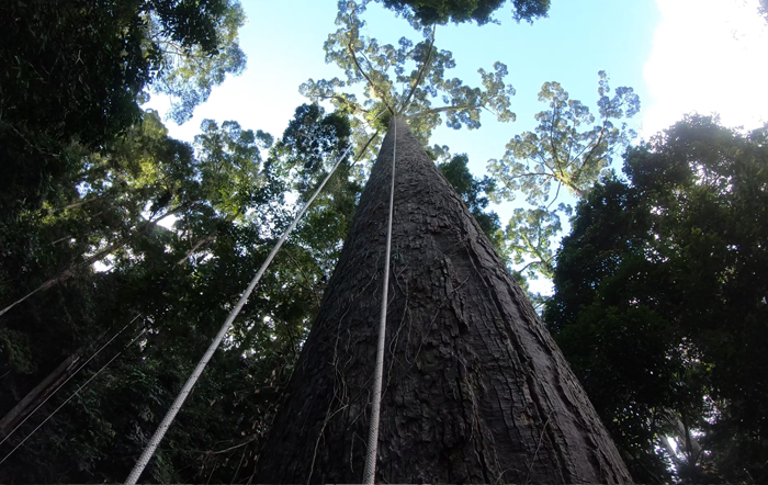 Tallest tree in Sabah - yellow meranti tree