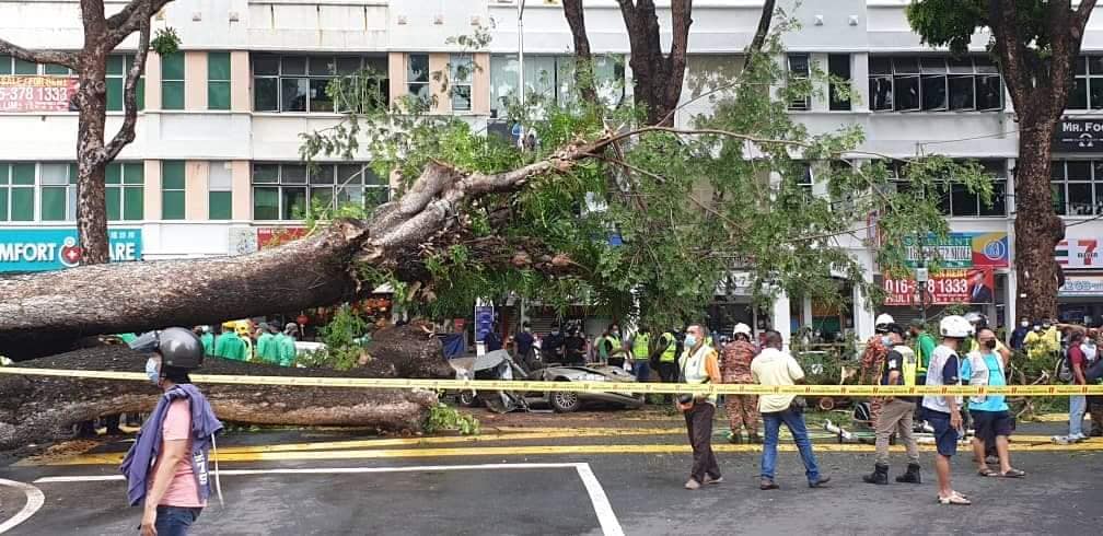 Uprooted tree in Penang causes tragic accident - car