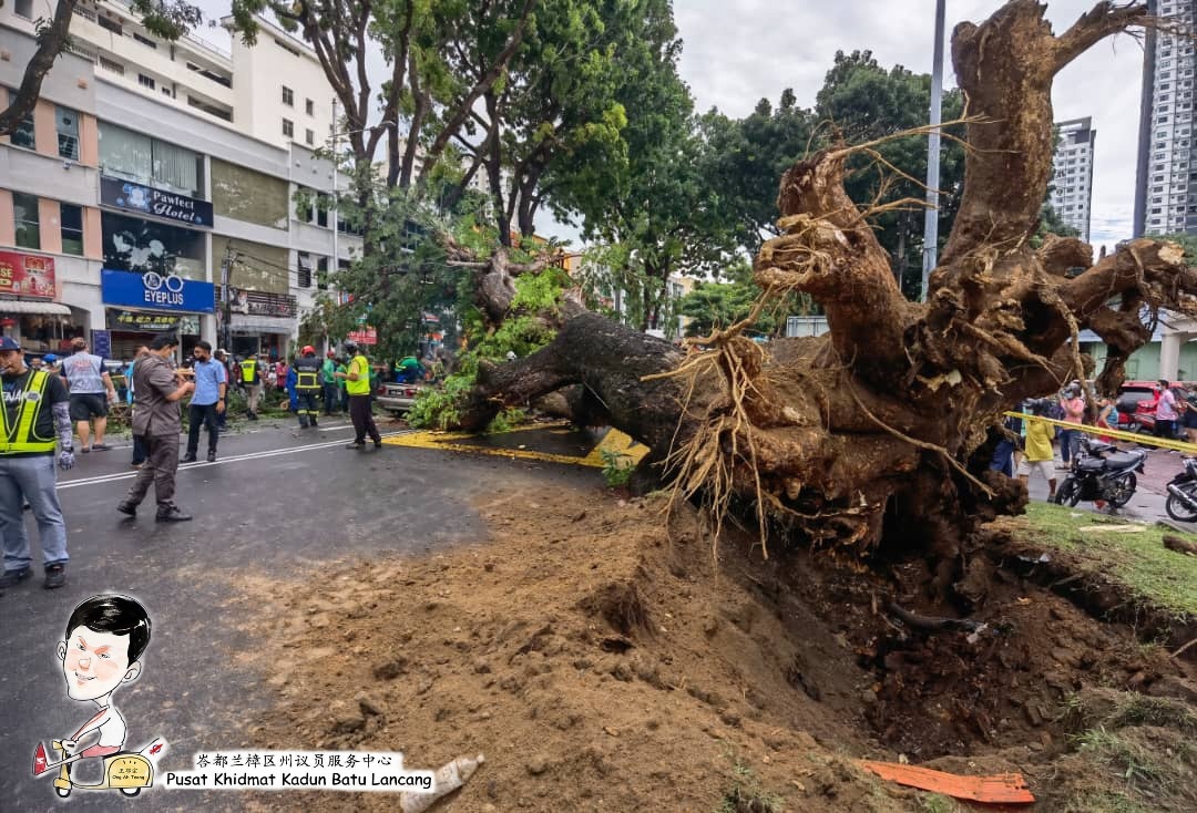 Uprooted tree in Penang causes tragic accident - tree