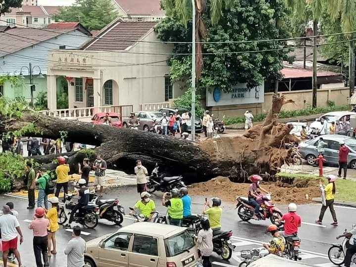Uprooted tree in Penang causes tragic accident - uprooted