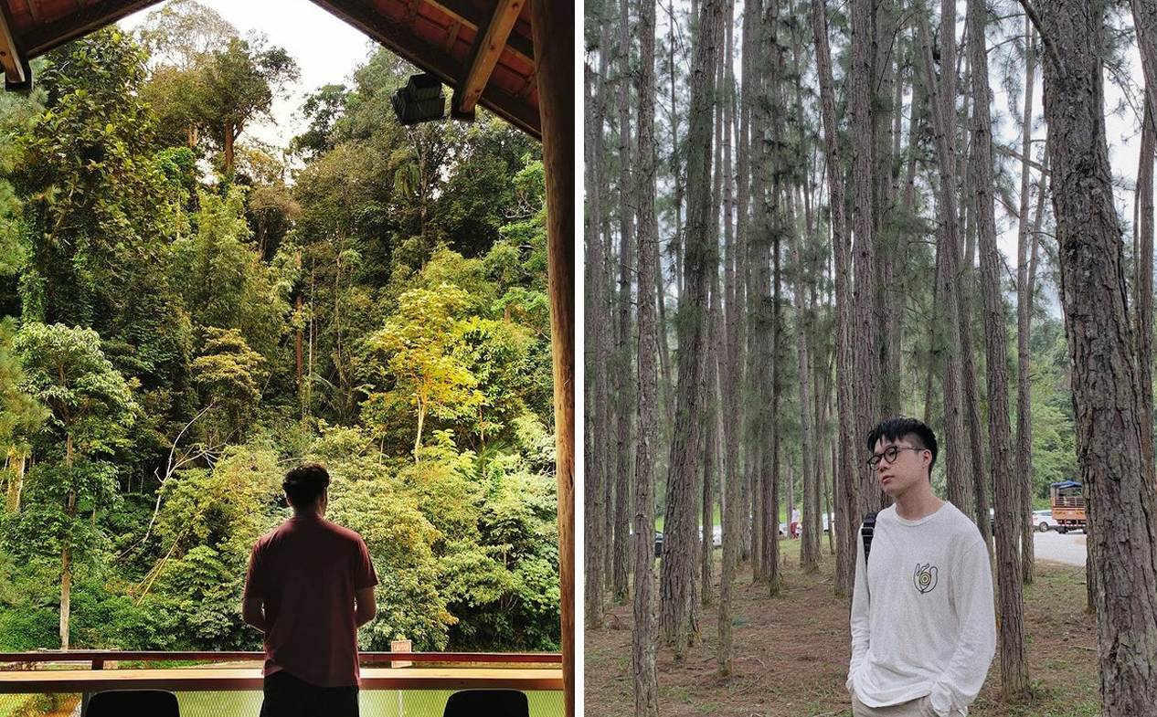 Pineyard in Bentong - outdoors