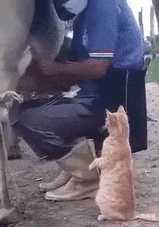 Man feeds orange cat