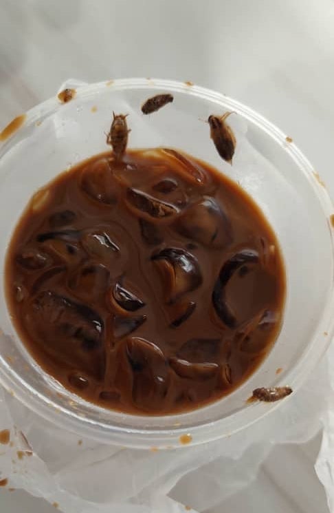 Cockroaches in iced coffee - coffee