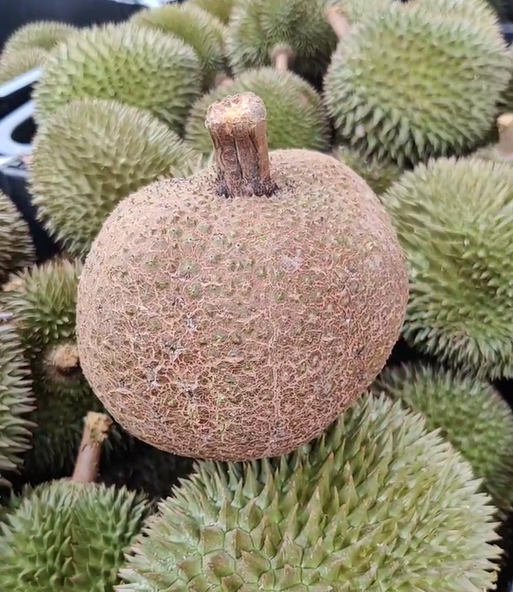 Thornless durian