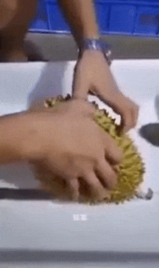 Opening durian