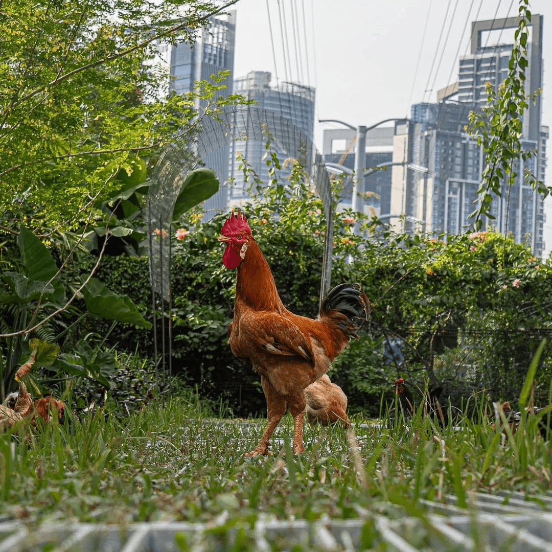 Kebun Kebun Bangsar - animals