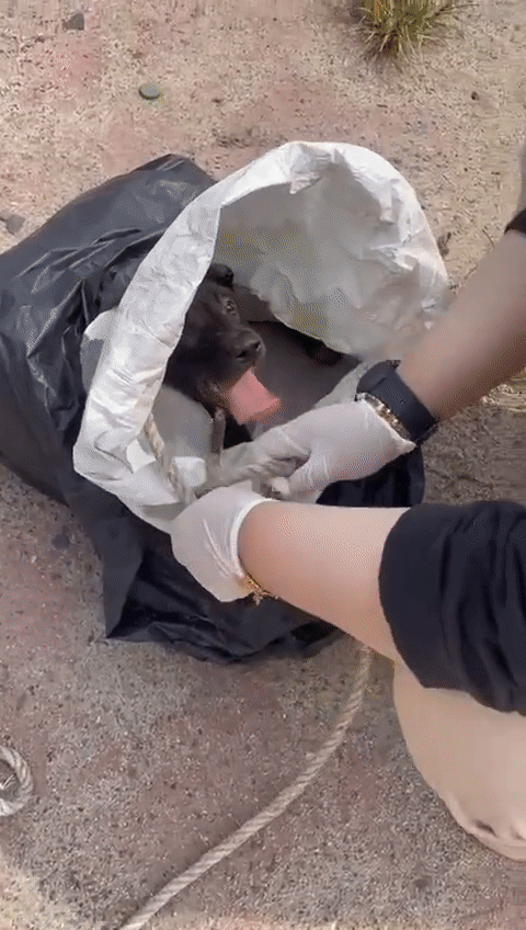 Woman rescues puppy left in trash bag 
