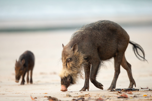 Bako National Park - Bornean bearded pig