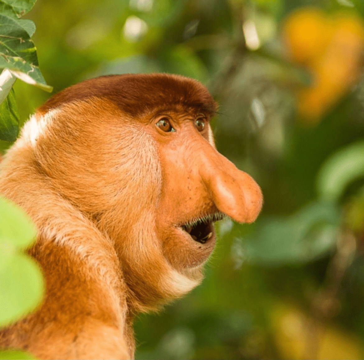 Bako National Park - monkey