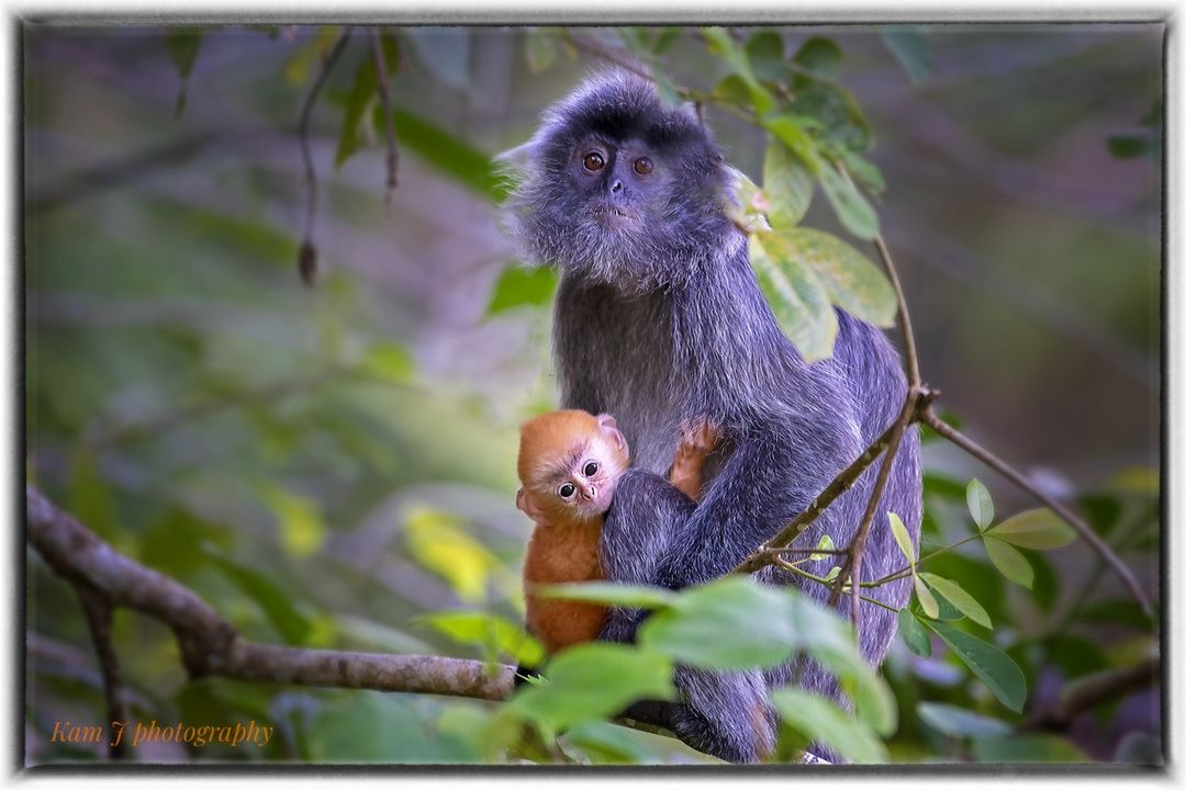 Bako National Park - proboscis monkey