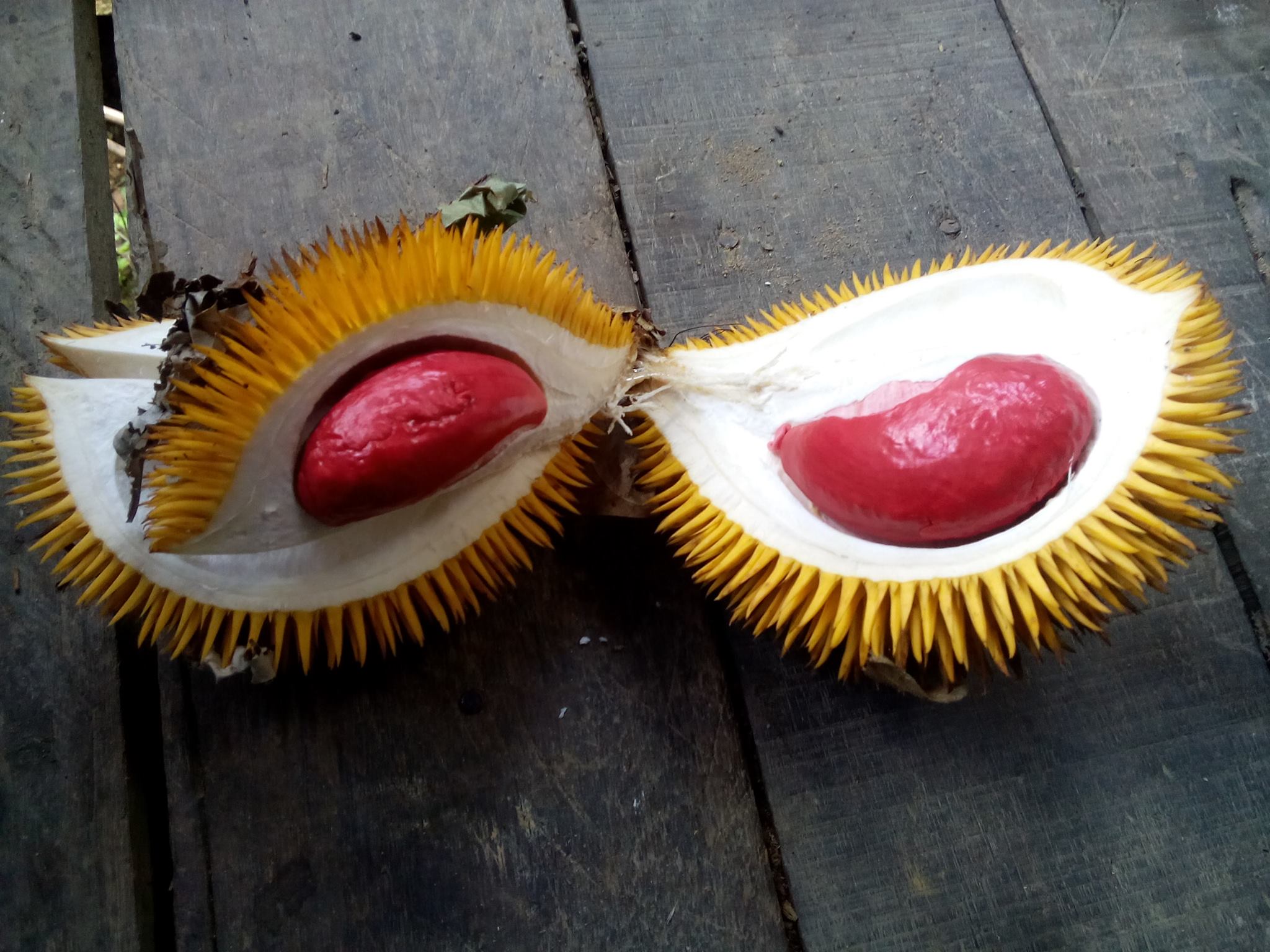 Durian with red flesh