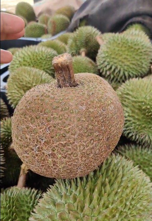 Durian without thorns