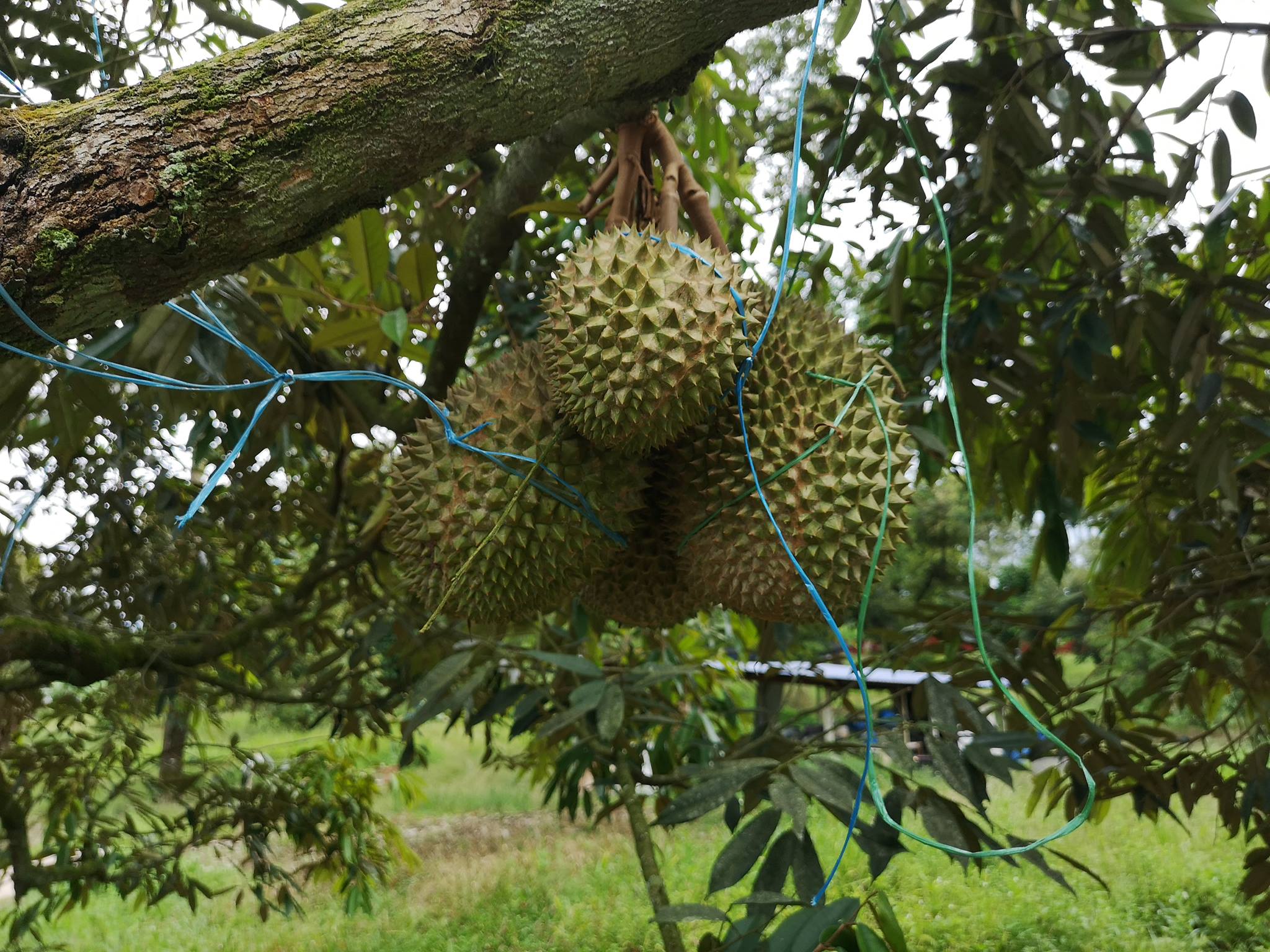 Durians hanging on a tree