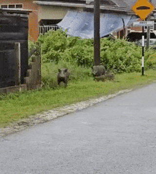 Wild boars trying to cross roadblock