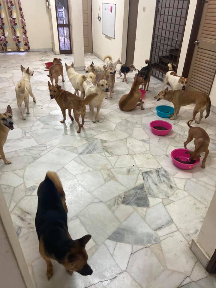 Rescued stray dogs at a shelter