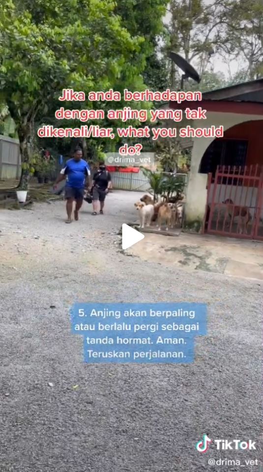 Malaysian animal doctor Ima shares tips on how to deal with stray dogs