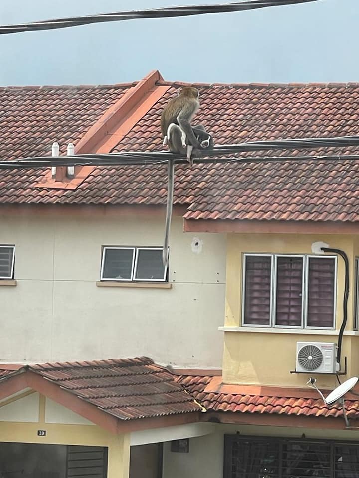 Monkey carrying puppy goes viral - utility wire