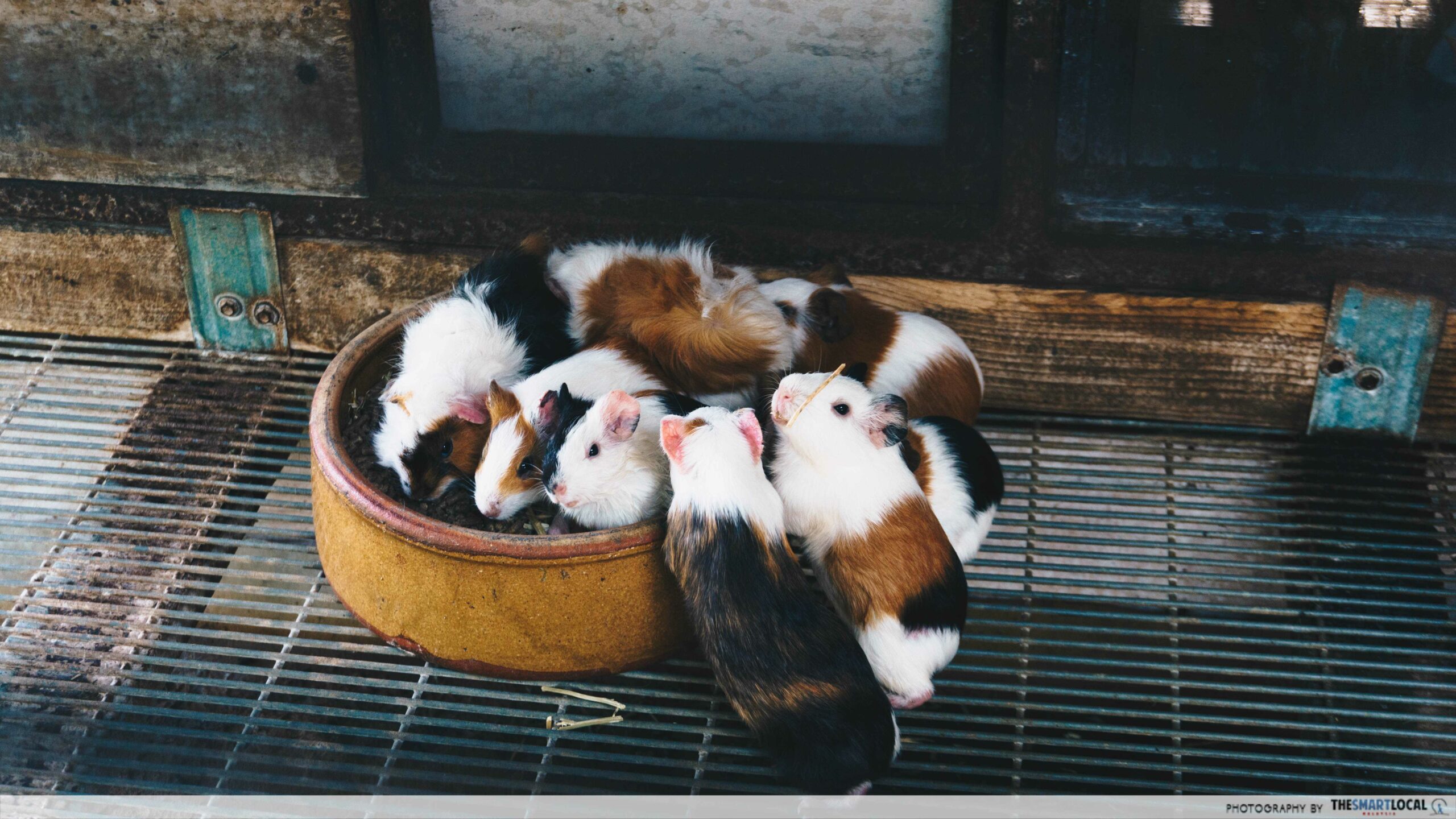 G2G Animal Garden - guinea pigs