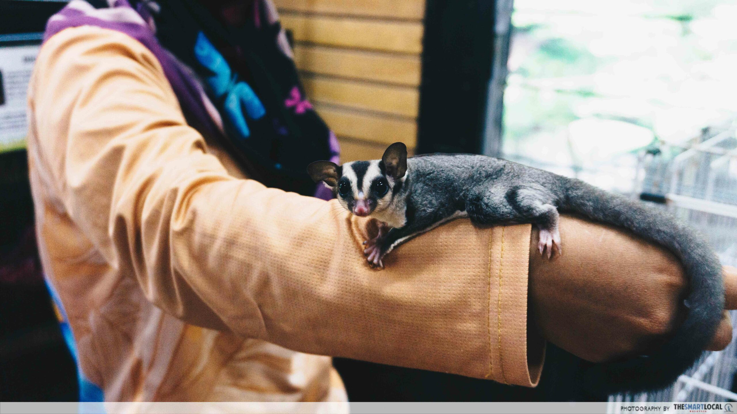 G2G Animal Garden - sugar glider