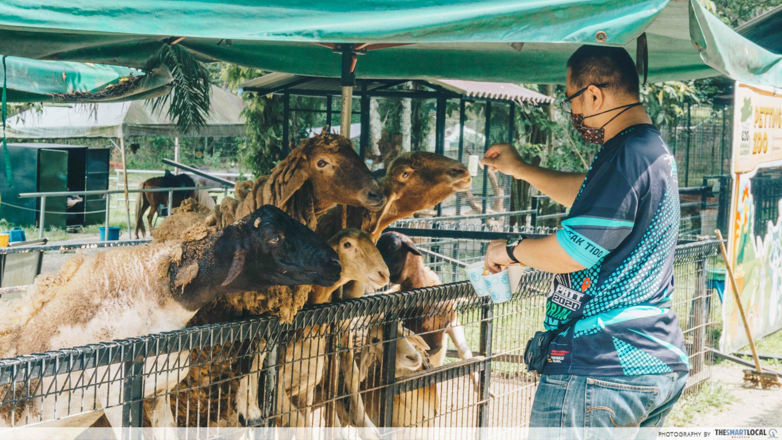 G2G Animal Garden - feeding animals