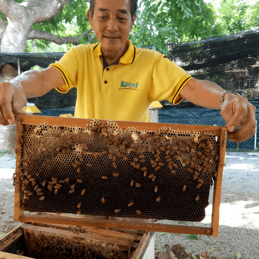 Things to do in Melaka - Melaka Bee Gallery