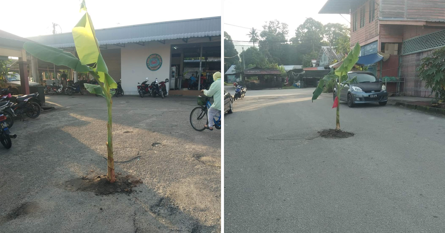 Banana trees planted in potholes - banana trees