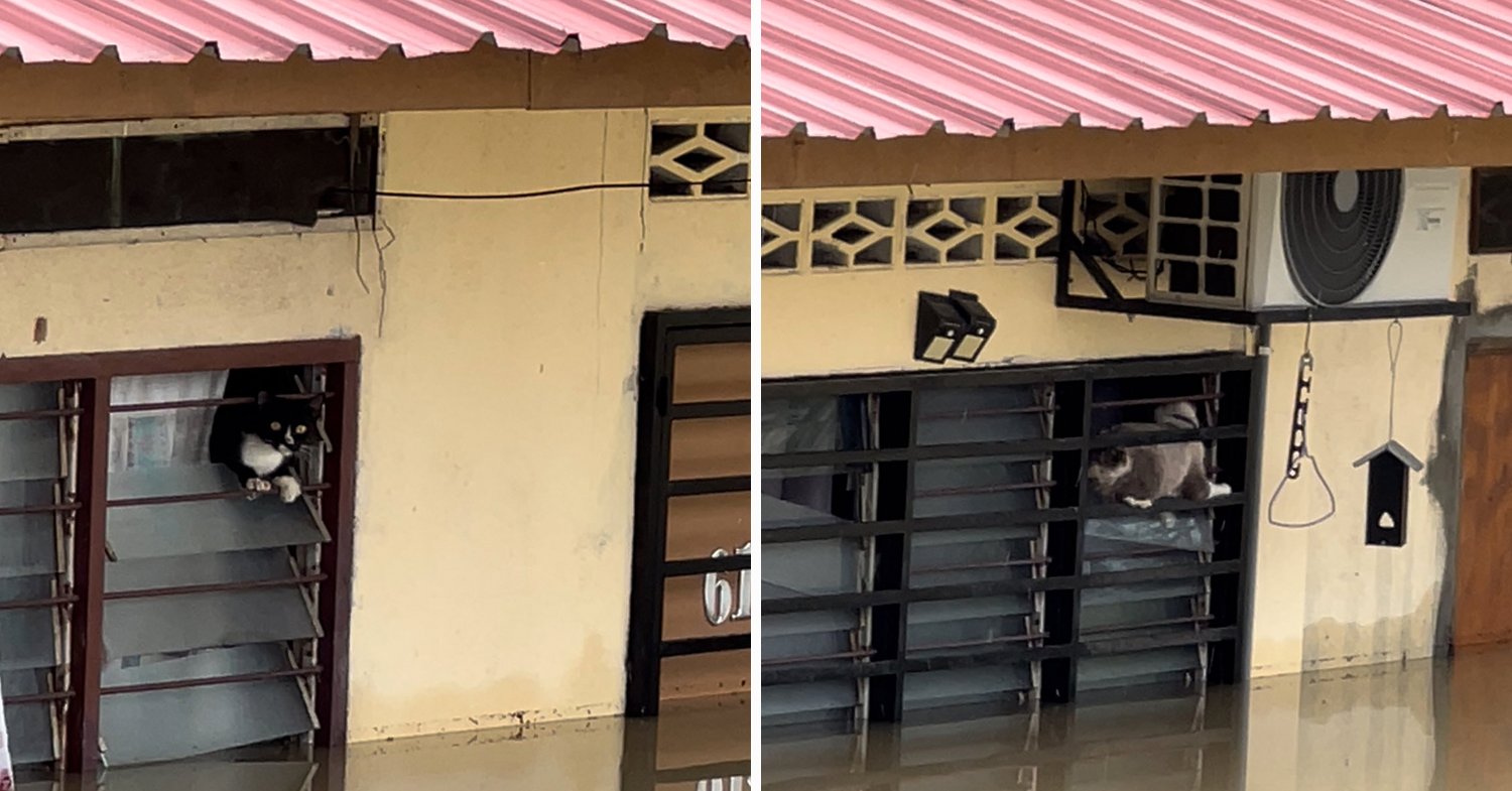 Stranded cats in flood - cats