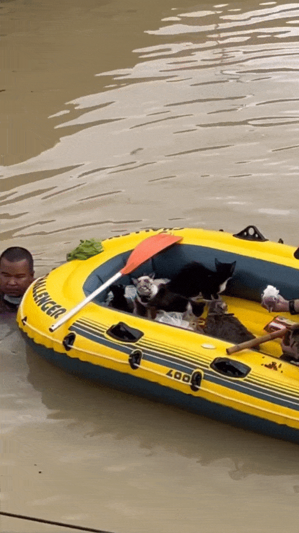 Stranded cats in flood - rescue