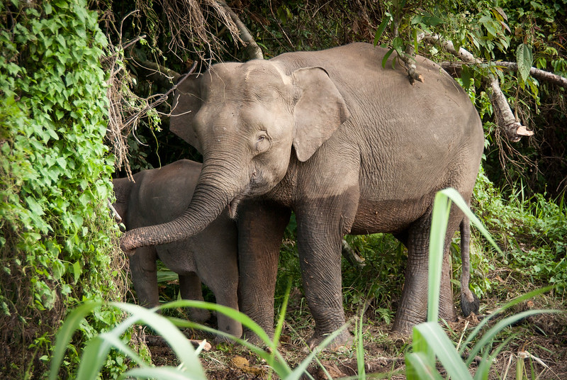 Guinness World Records Malaysia - smallest elephant