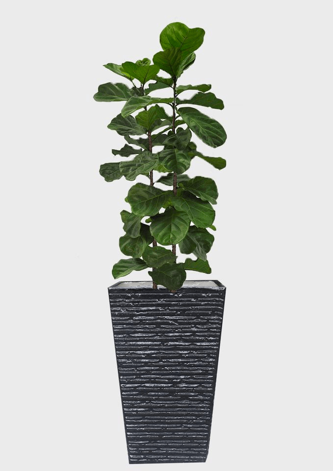 Plant shops in Klang Valley - large potted plant