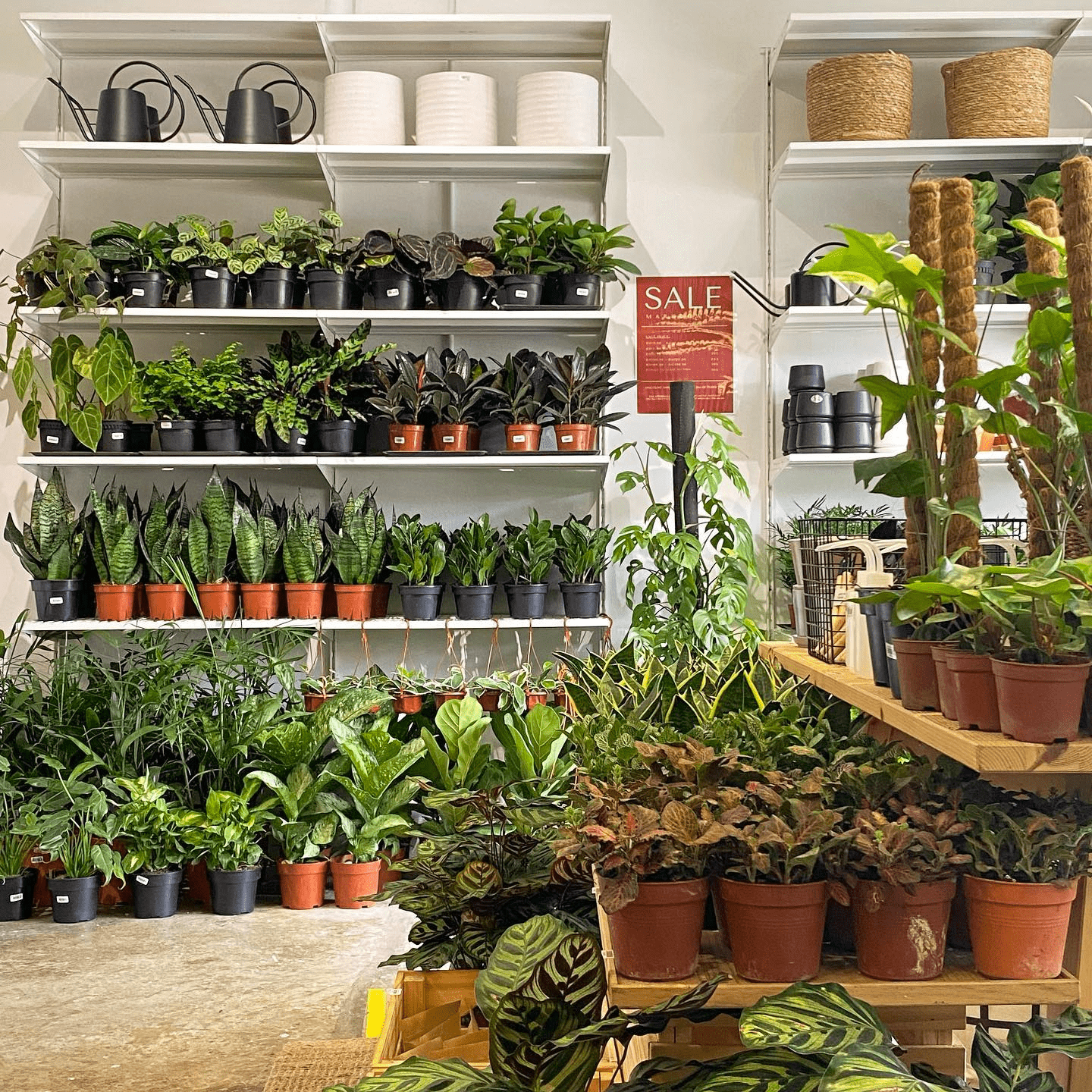 Plant shops in Klang Valley - plant on shelves