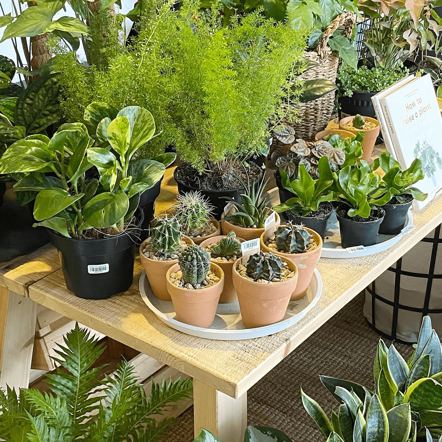 Plant shops in Klang Valley - cacti