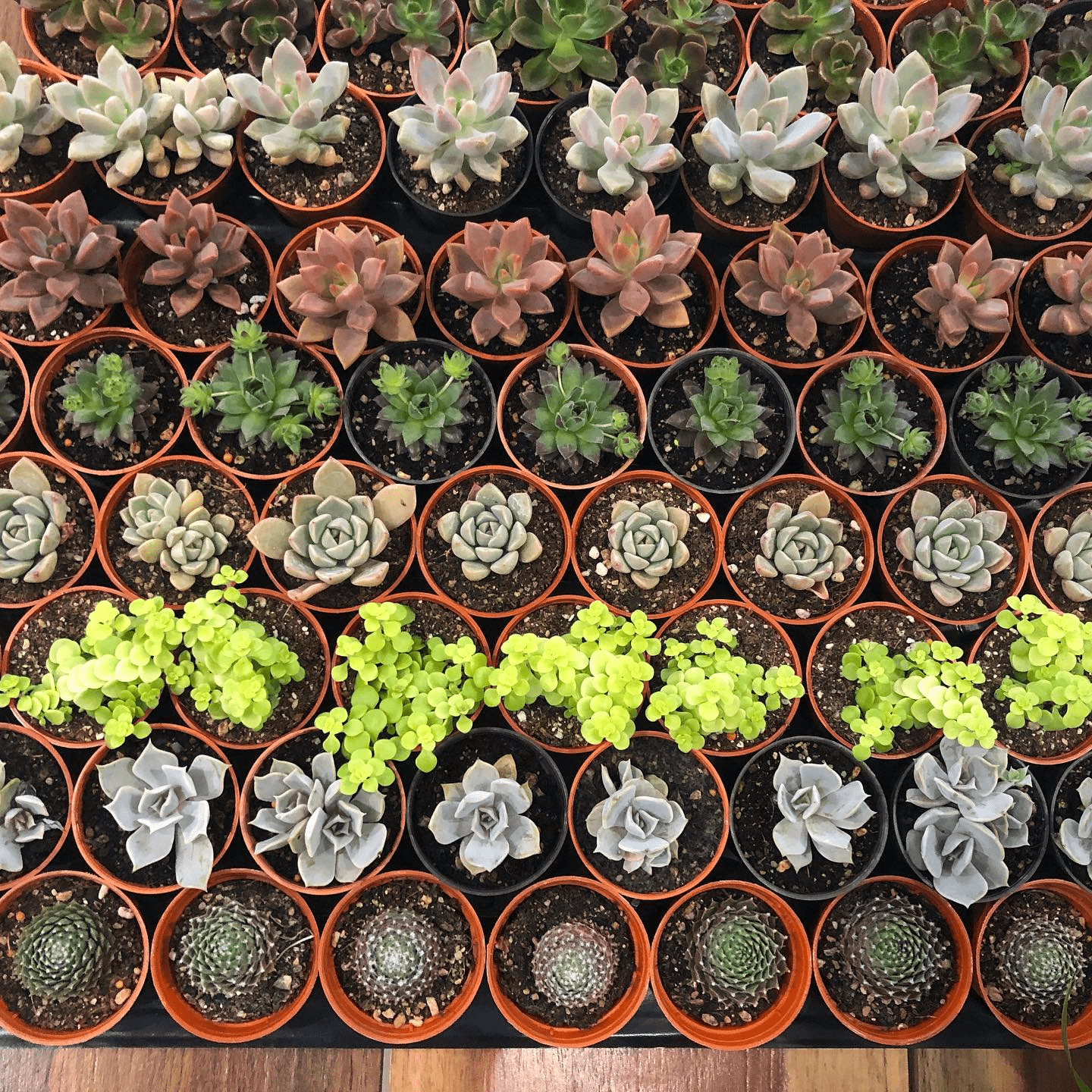 Plant shops in Klang Valley - succulents