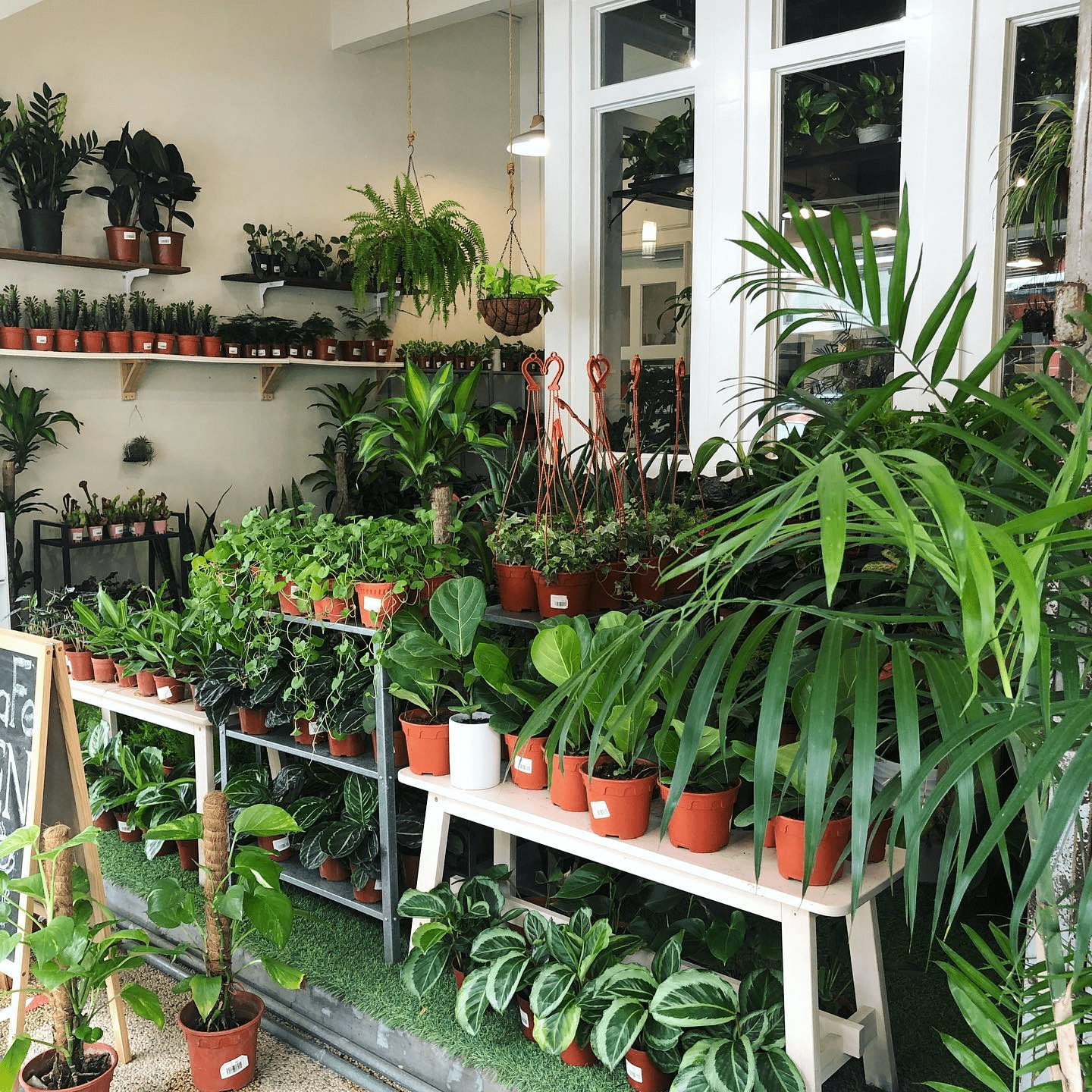 Plant shop in Shah Alam - plants
