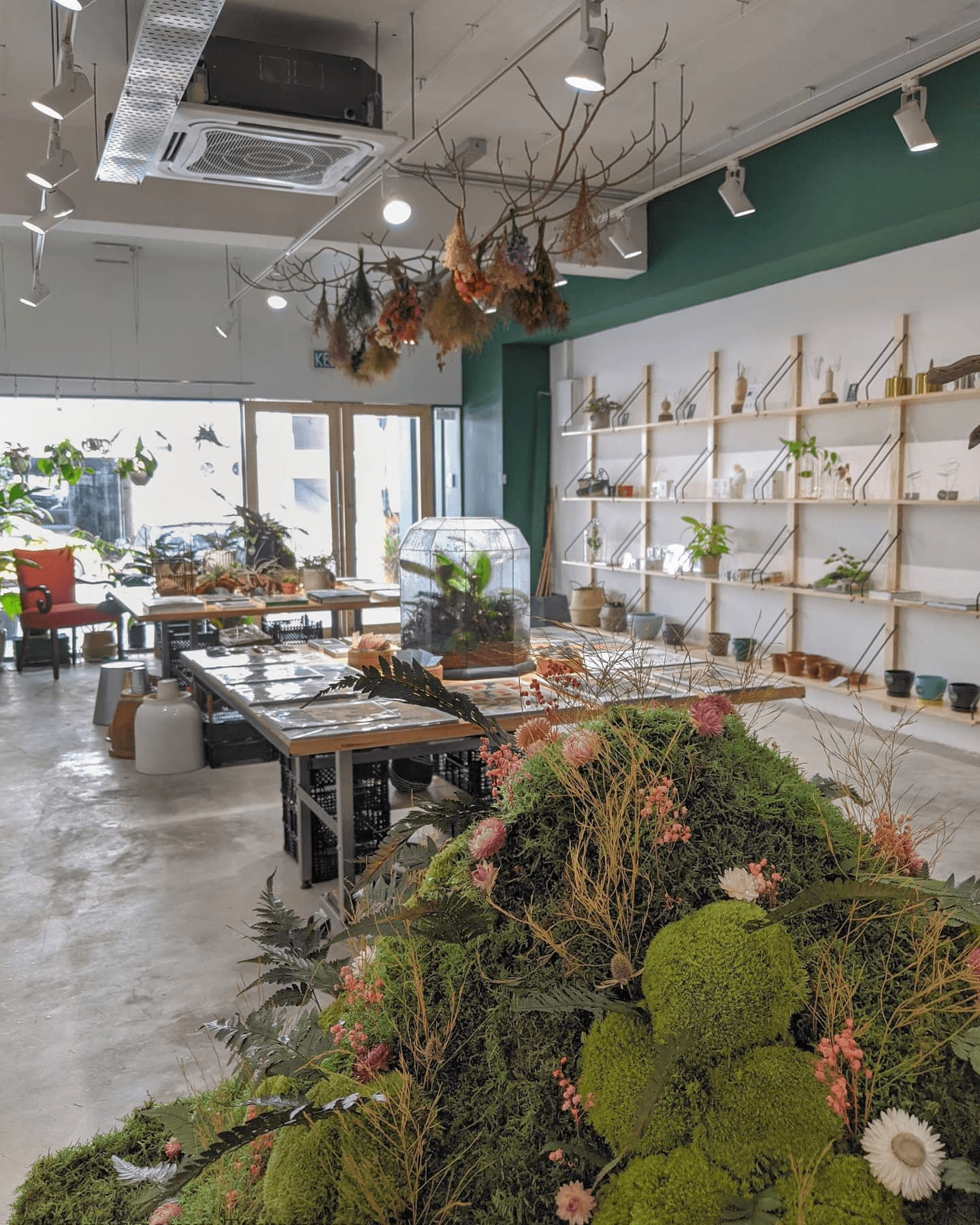 Plant shops in Klang Valley - 