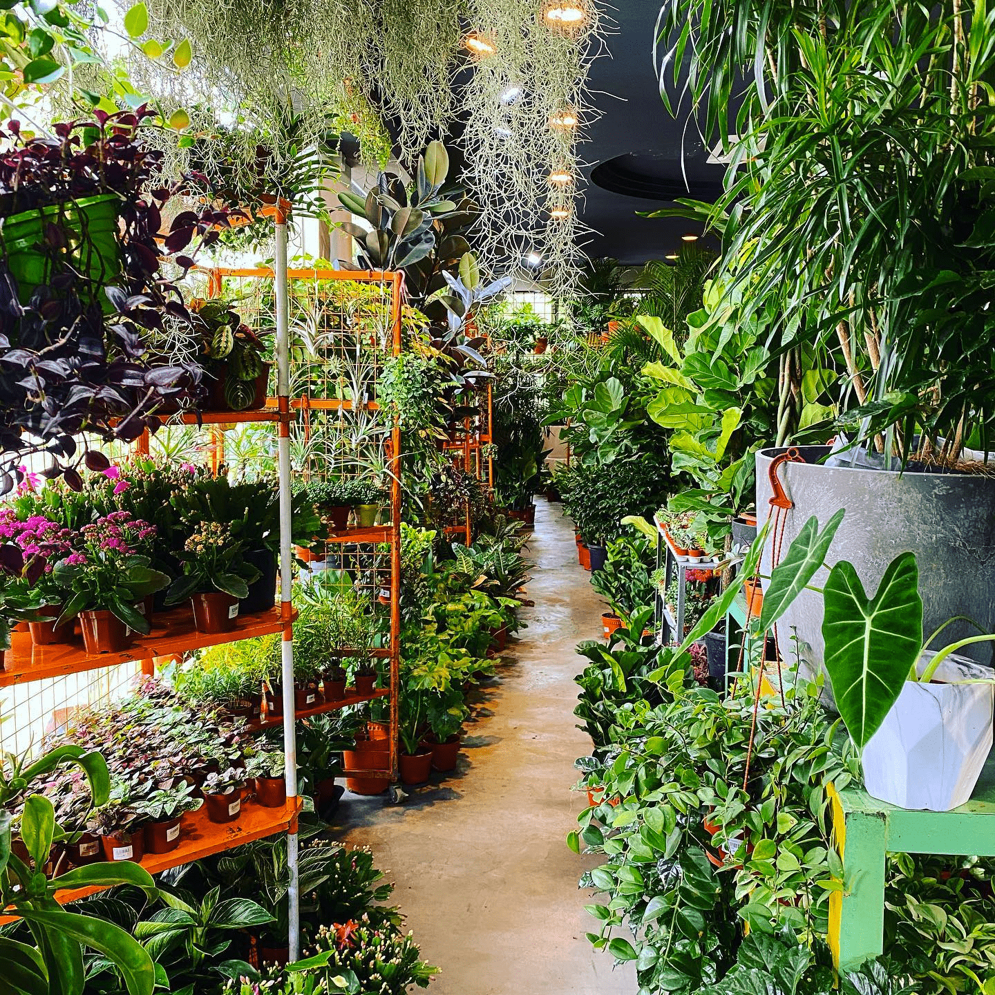 Plant shops in Klang Valley - plants