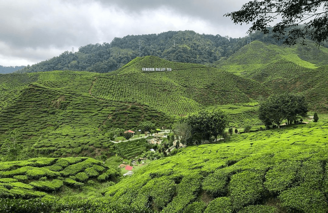 Traveloka Birthday Sale - Cameron Highlands