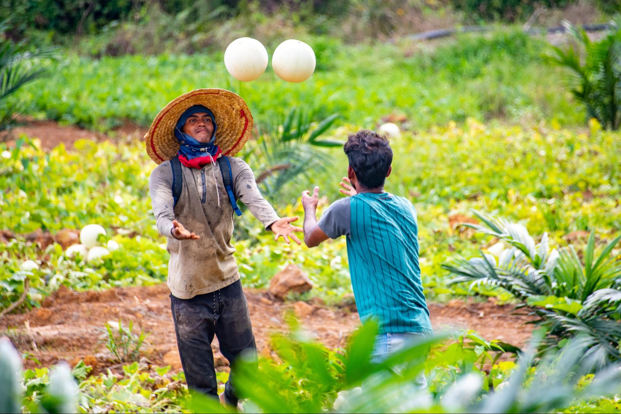 melon farming in malaysia - farmers tossing honeydews